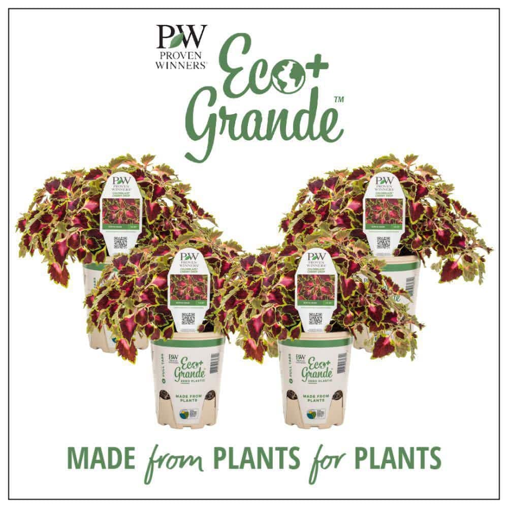 4.25 in. Eco+ Grande Colorblaze Cherry Drop Coleus (Coleus Scutellarioides) Live Annual Plant 4-Pack - Hercitys