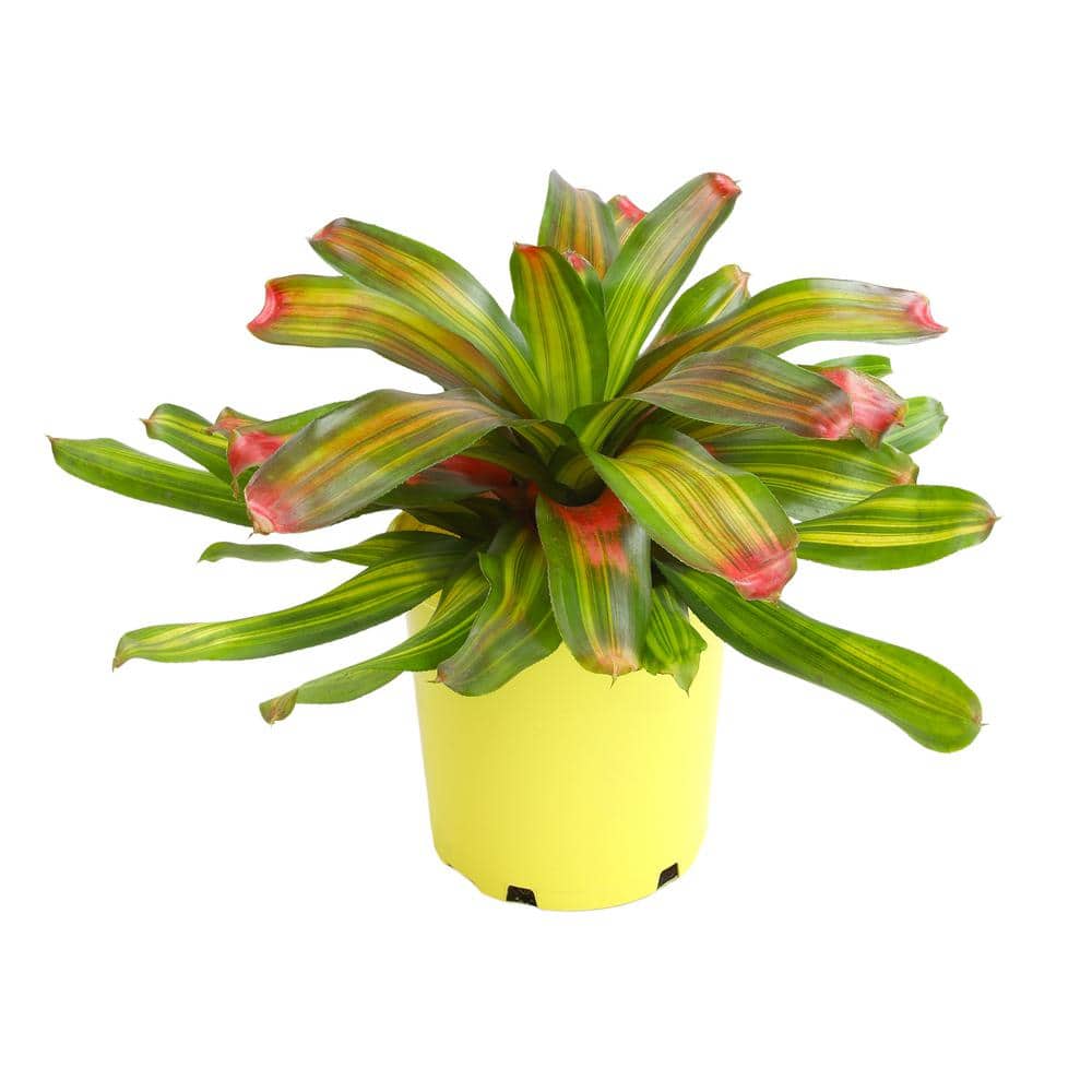 4 qt. Bromeliad Neoregelia Freddie Tropical Perennial Outdoor Plant with Pink and Green Foliage in Grower Pot - Hercitys