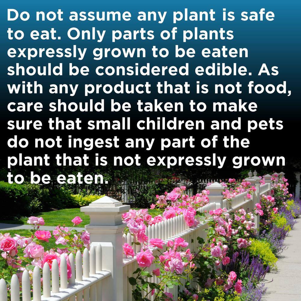 4 in. Haworthia with Unique Blossoms in Decorative Stone Container (3-Pack) - Hercitys