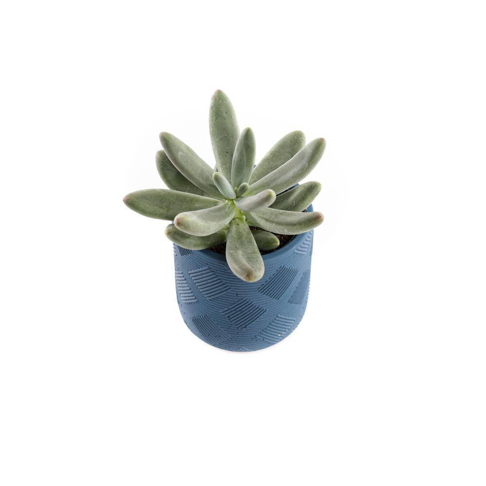 2.5 in. Assorted Succulent Set in Blue Weave Pot (2-Pack) - Hercitys