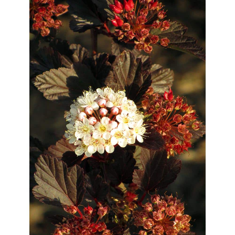 1 Gal. Summer Wine Ninebark Shrub - Hercitys