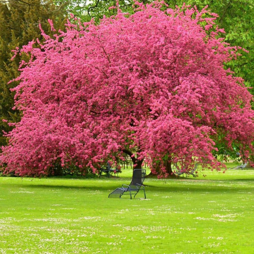 5 Gal. Cherokee Chief Dogwood Flowering Deciduous Tree with Pink Flowers - Hercitys