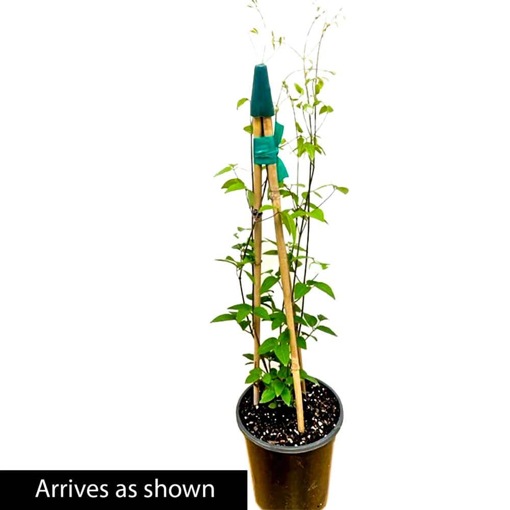 2.5 Qt. Pot, Harmony Clematis Vine, Live Potted Perennial Plant (1-Pack) - Hercitys