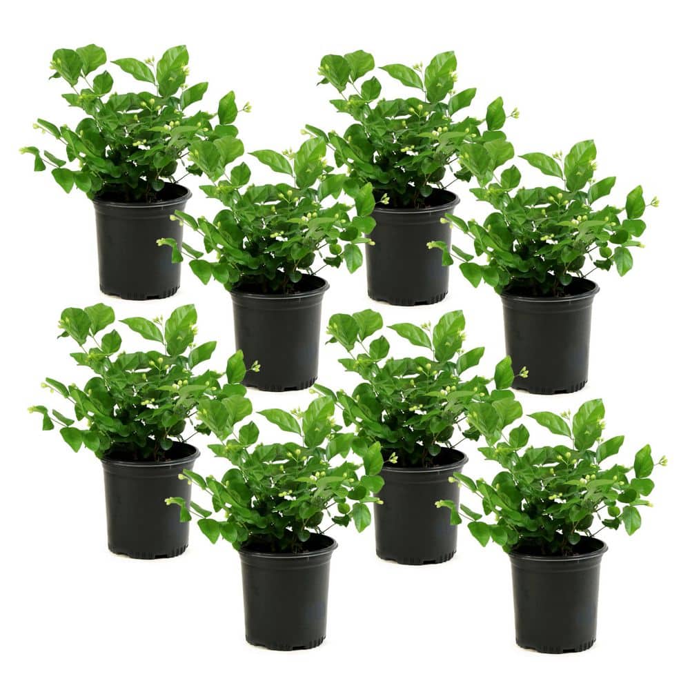 1 Gal. Boxwood Wintergreen Shrub (8-Pack) - Hercitys