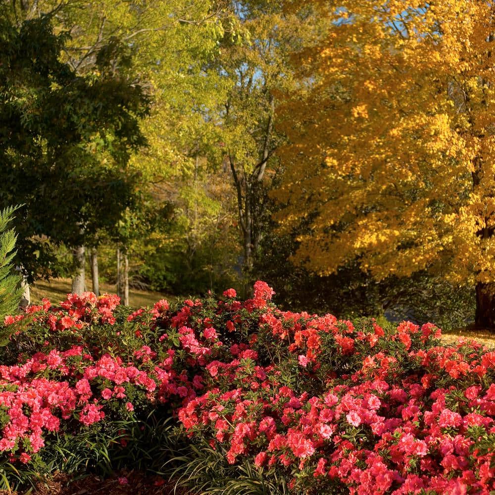 1 Gal. Autumn Empress Azalea Shrub with Semi-Double Pink Flowers - Hercitys