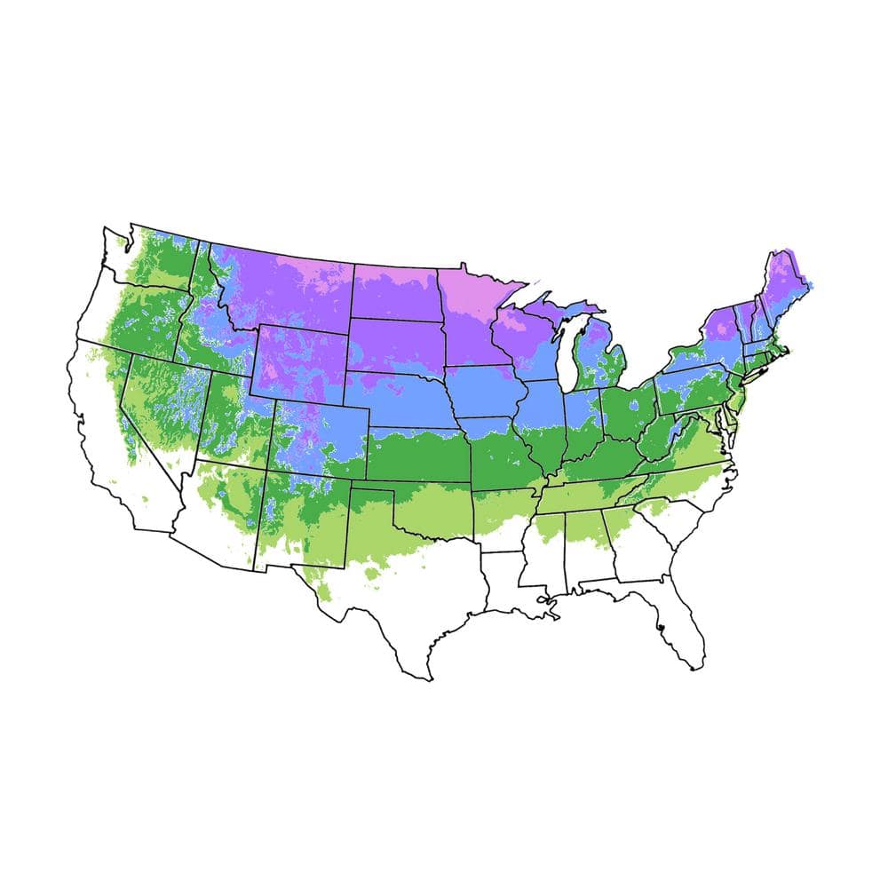 5 Gal. Rainier Sweet Fruiting Cherry Tree - Hercitys