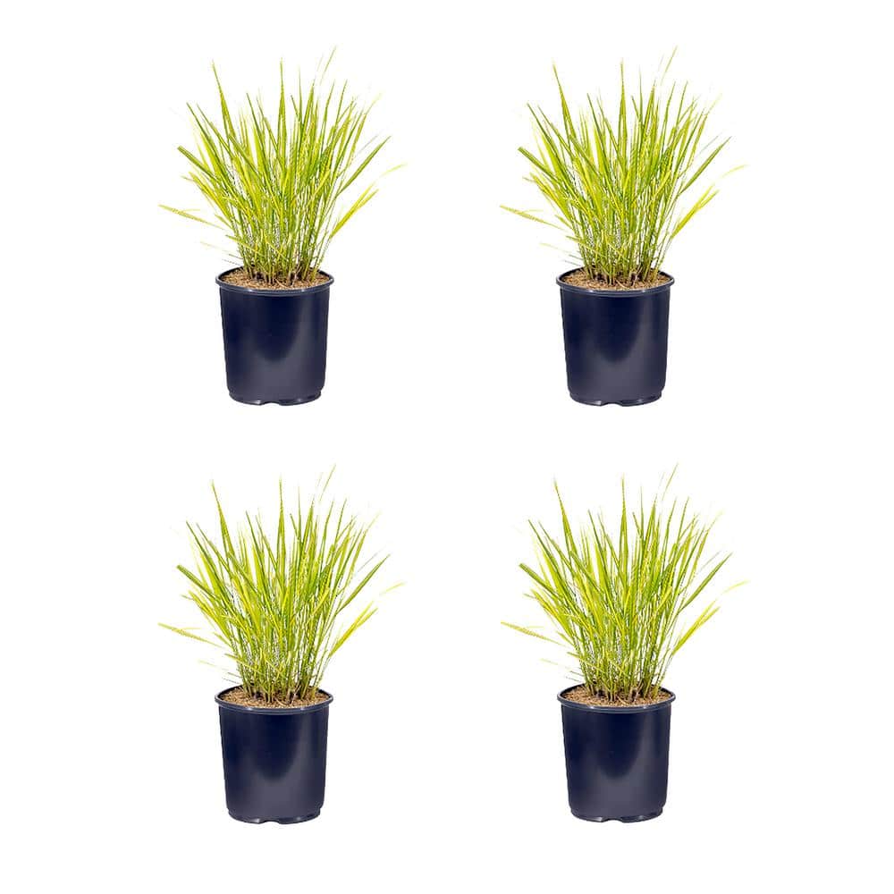 2.5 qt. Calamagrostis A El Dorado Perennial Plant with No Flowers – (4-Pack) - Hercitys