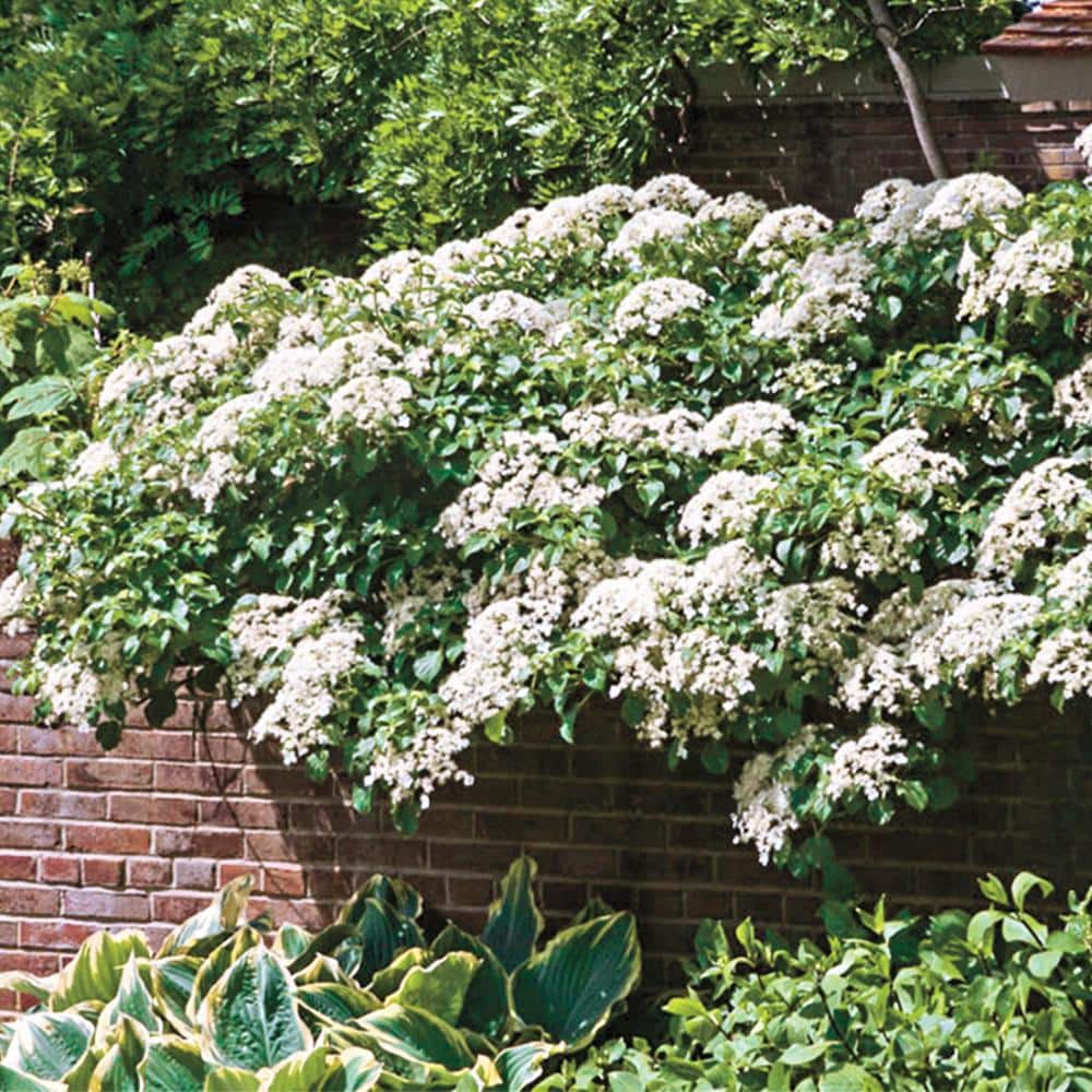 1 Gal. Pot, Petiolaris White Flowering Climbing Hydrangea Vine Deciduous Shrub (1-Pack) - Hercitys