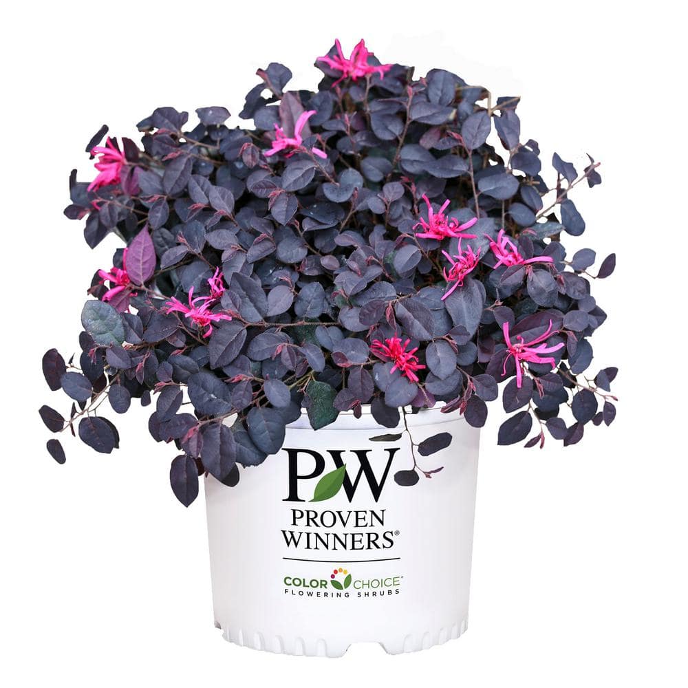 2 Gal. Jazz Hands Mini Loropetalum Shrub with Black-Purple Foliage - Hercitys