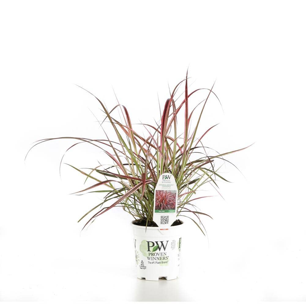 4.5 in. Qt. Graceful Grasses Fireworks Variegated Red Fountain Grass (Pennisetum) Live Plant, Green and Pink Foliage - Hercitys