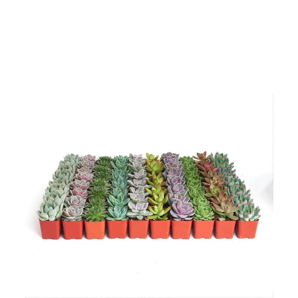 2 in. Rosette Succulent (Collection of 32) - Hercitys