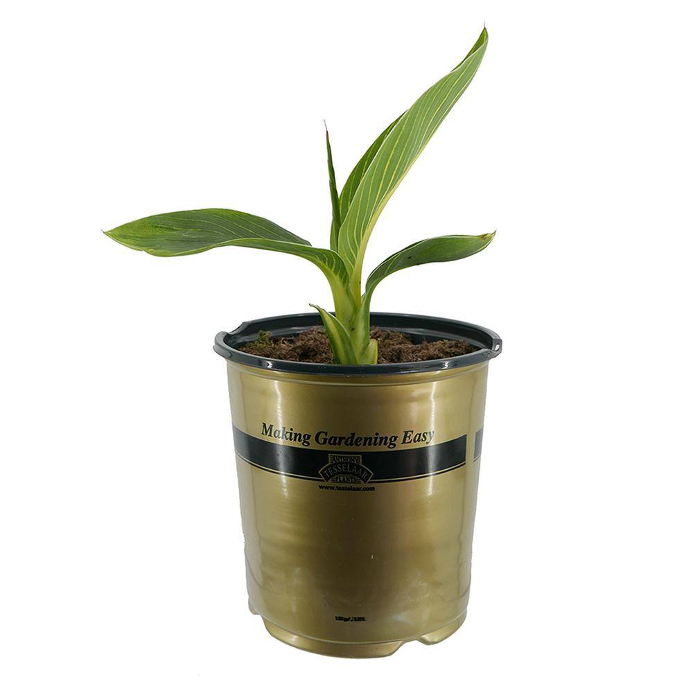 1.0 Gal. Perennial Canna Tropicanna Gold (2-Pack) - Hercitys