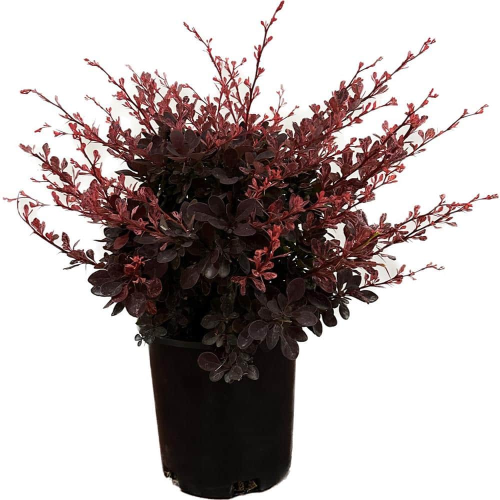 2.5 Qt. – Rose Glow Barberry Live Shrub with Deep Red, Purple Folliage and Pink Marbling - Hercitys