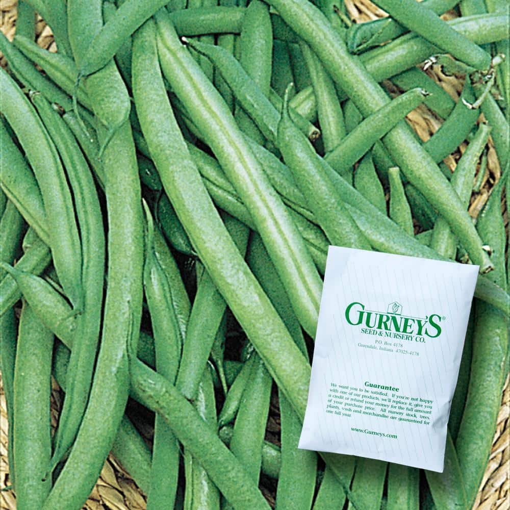 0.5 lb. Bush Bean Early Contender (Seed Packet) - Hercitys