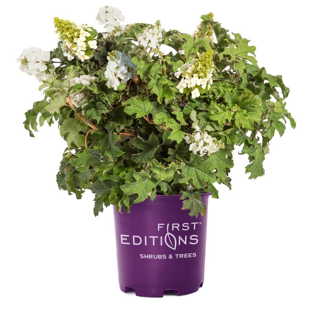 2 Gal. Jetstream Oakleaf Hydrangea Flowering Shrub with Beautiful White Aging to Pink Flowers - Hercitys