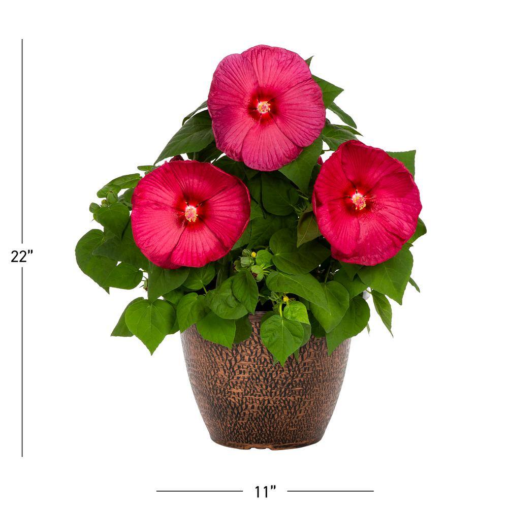 1.75 Gal. Hibiscus Luna Red Perennial Plant (1-Pack) - Hercitys