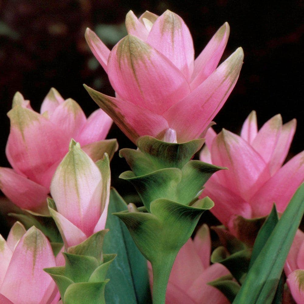 2.5 Qt. Curcuma Pink Bloom Plant - Hercitys
