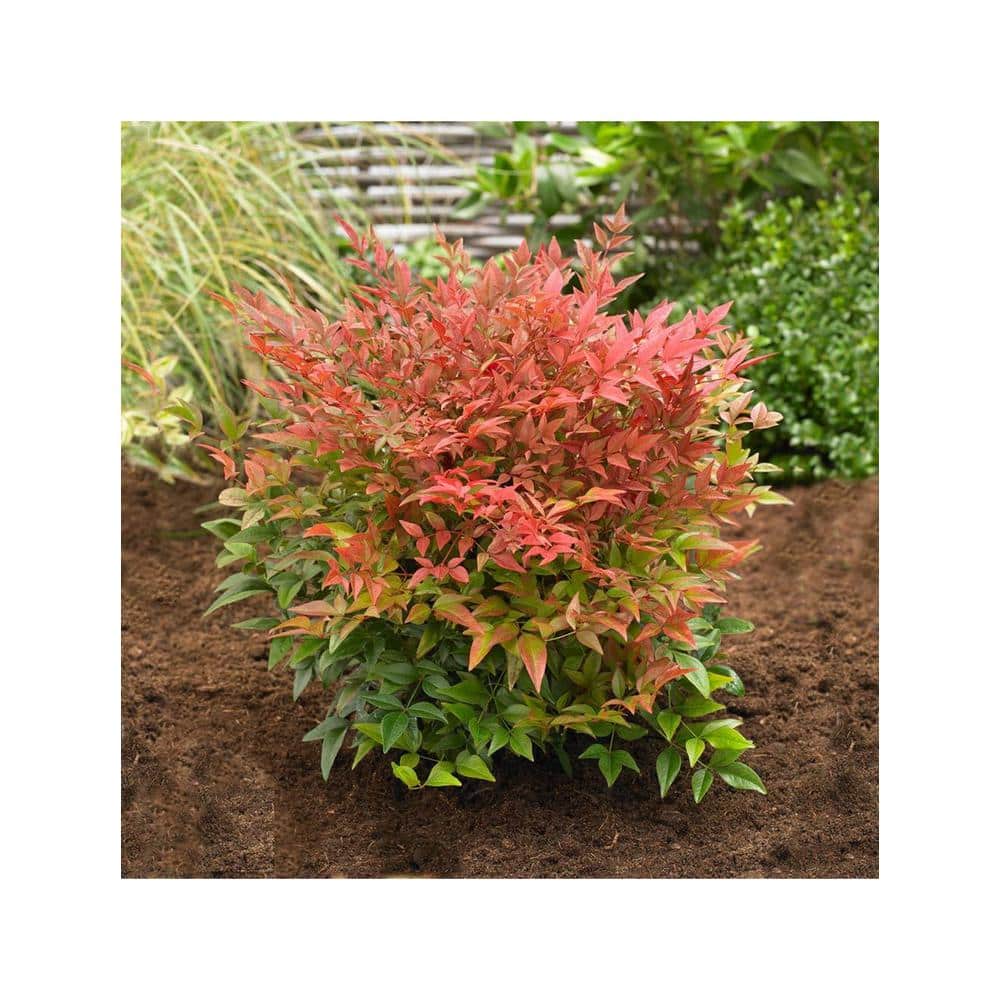 1 Gal. Gulf Stream Heavenly Bamboo Flowering Shrub With Long White Flowers and Multi-Colored Rich Red Foliage (2-Pack) - Hercitys