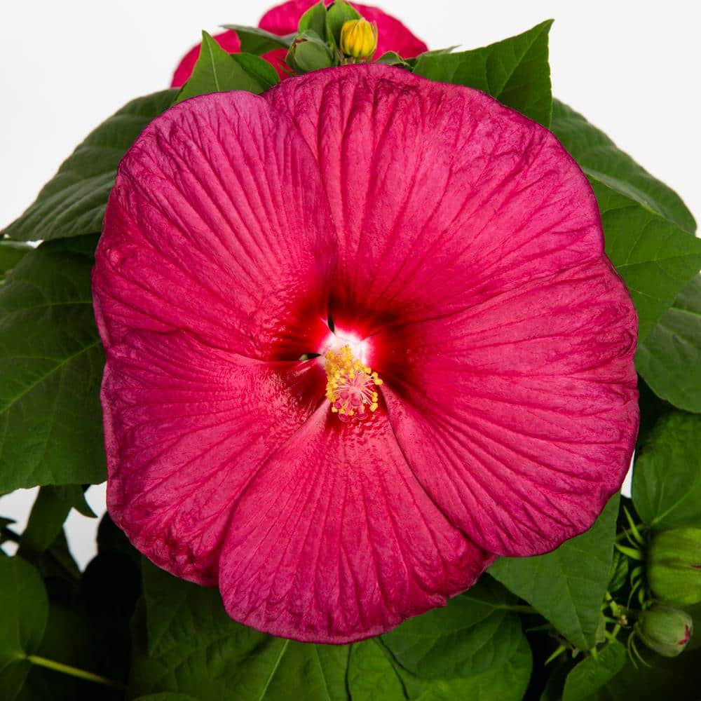 1.75 Gal. Hibiscus Luna Red Perennial Plant (1-Pack) - Hercitys