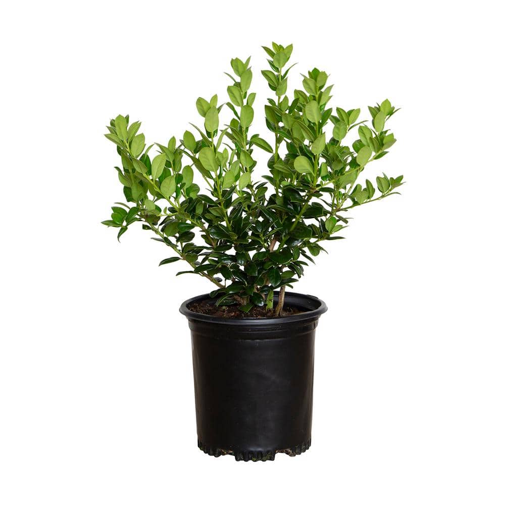 2.5 Qt. Dwarf Burford Holly (Ilex), Live Evergreen Shrub, Glossy Foliage with a Single Spin - Hercitys