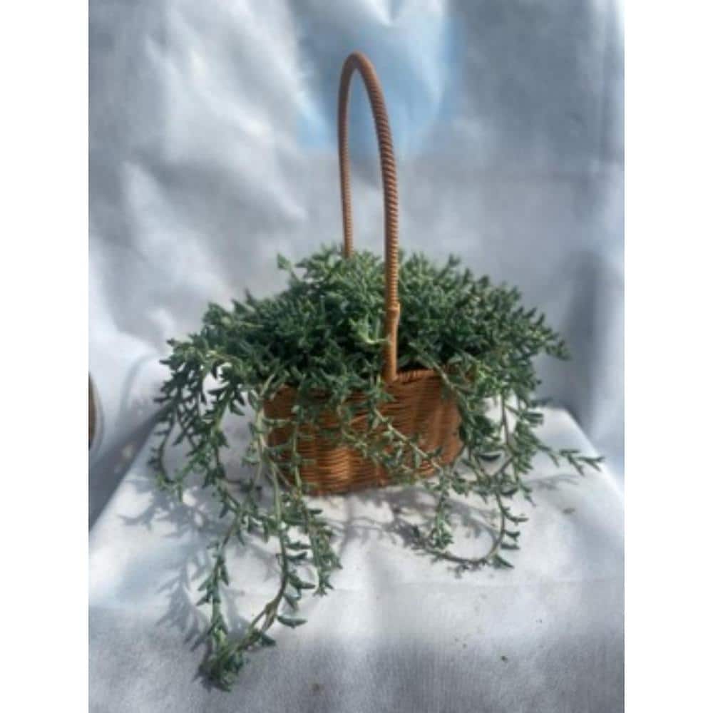 3-Piece Live Rooted Spreading Plant Senecio Peregrinus, Dolphin Chlorophytum - Hercitys