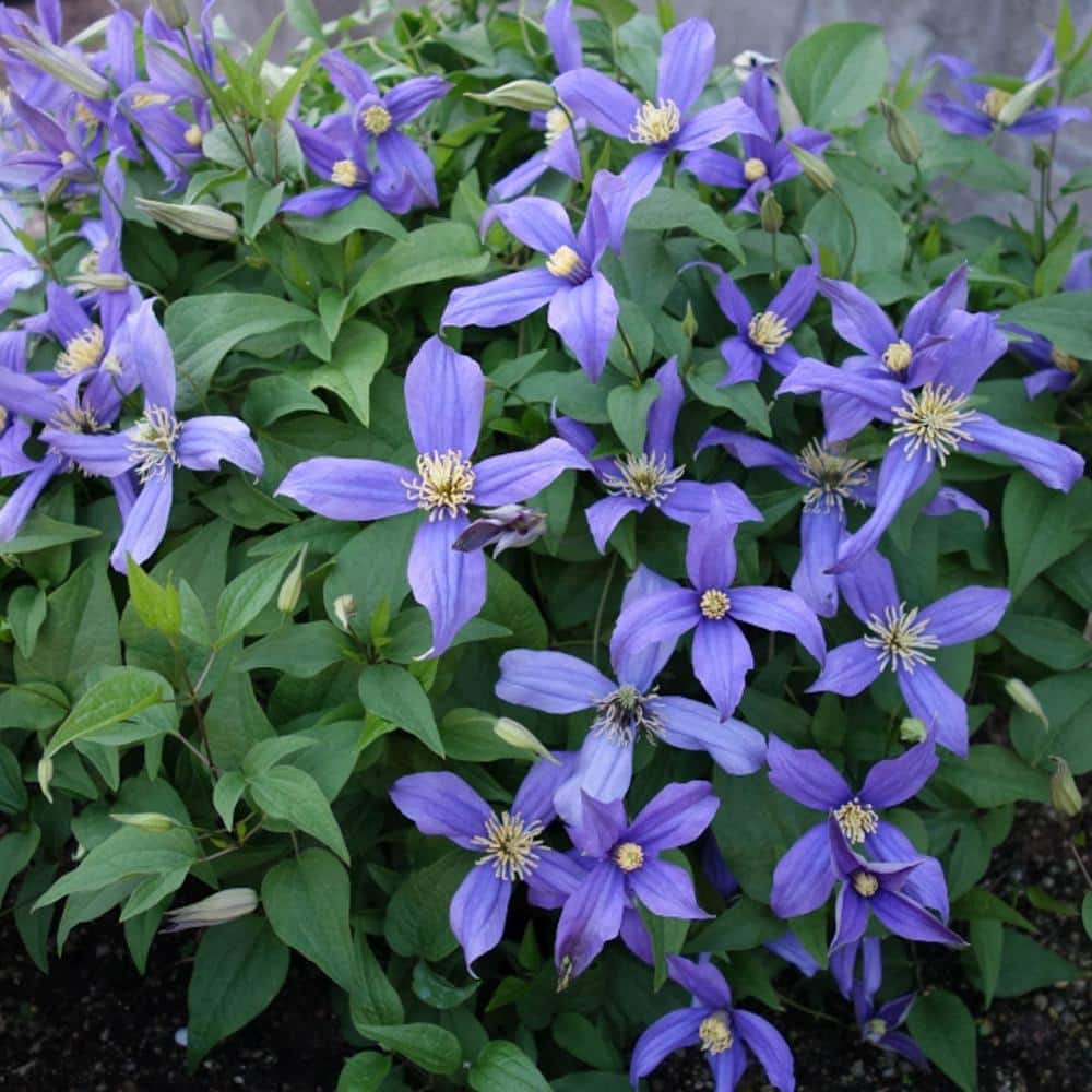 1 Gal. Pot, Chloe Clematis Vine, Potted Blue Flowering Perennial Plant (1-Pack) - Hercitys