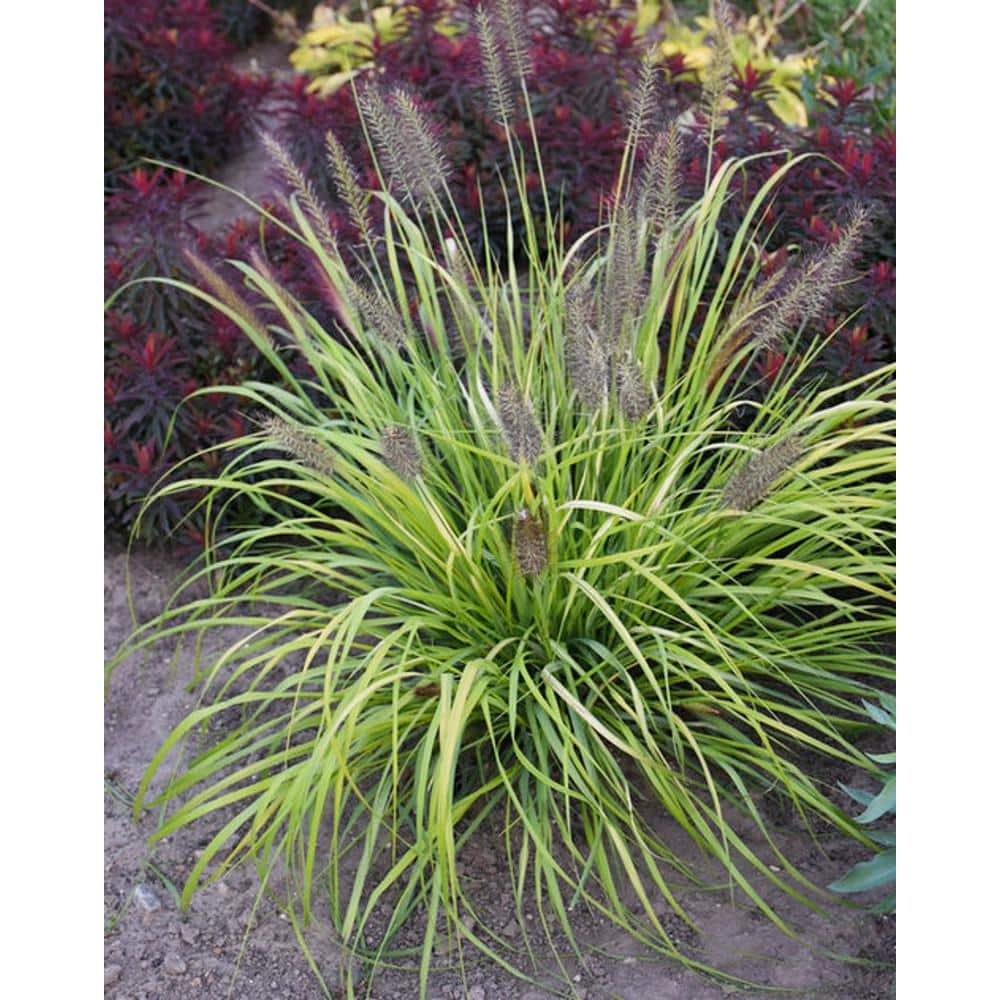 0.65 Gal. Prairie Winds ‘Lemon Squeeze’ Fountain Grass (Pennisetum), Live Plant, Yellow Foliage and Copper Flowers - Hercitys