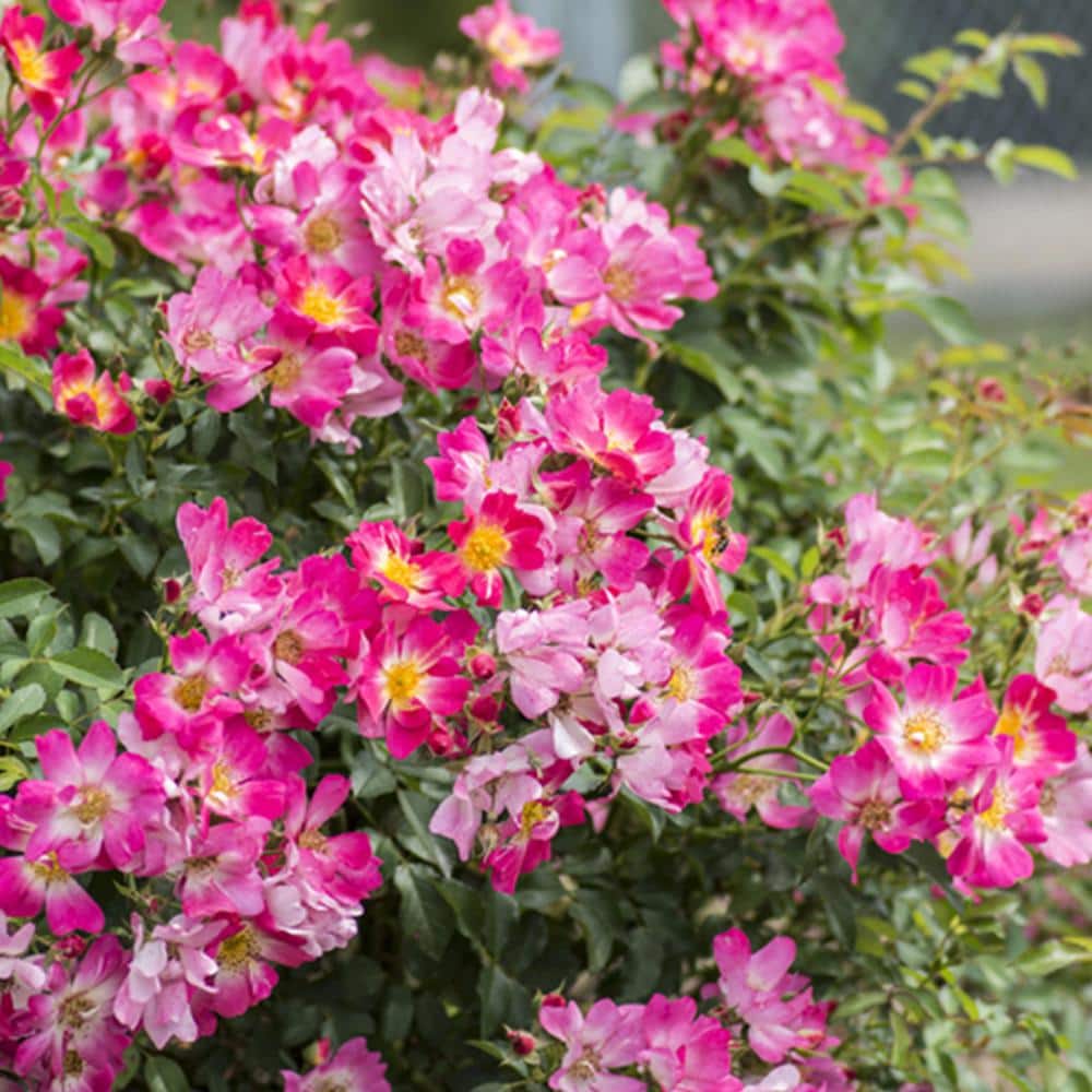 1 Gal. Pink Drift Rose Bush with Pink Flowers (2-Pack) - Hercitys