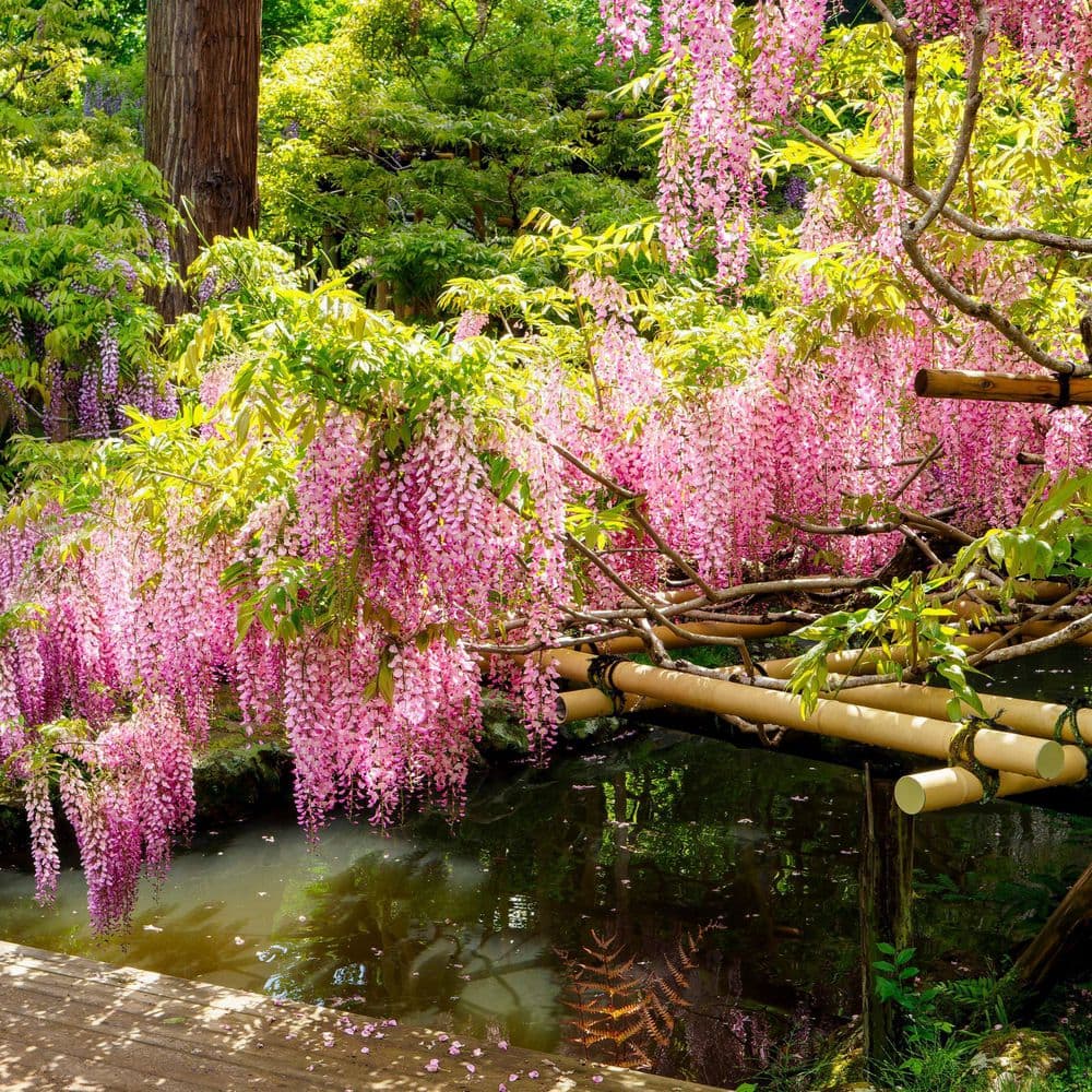 1 gal. Pink Wisteria Plant with Pink Flowers - Hercitys