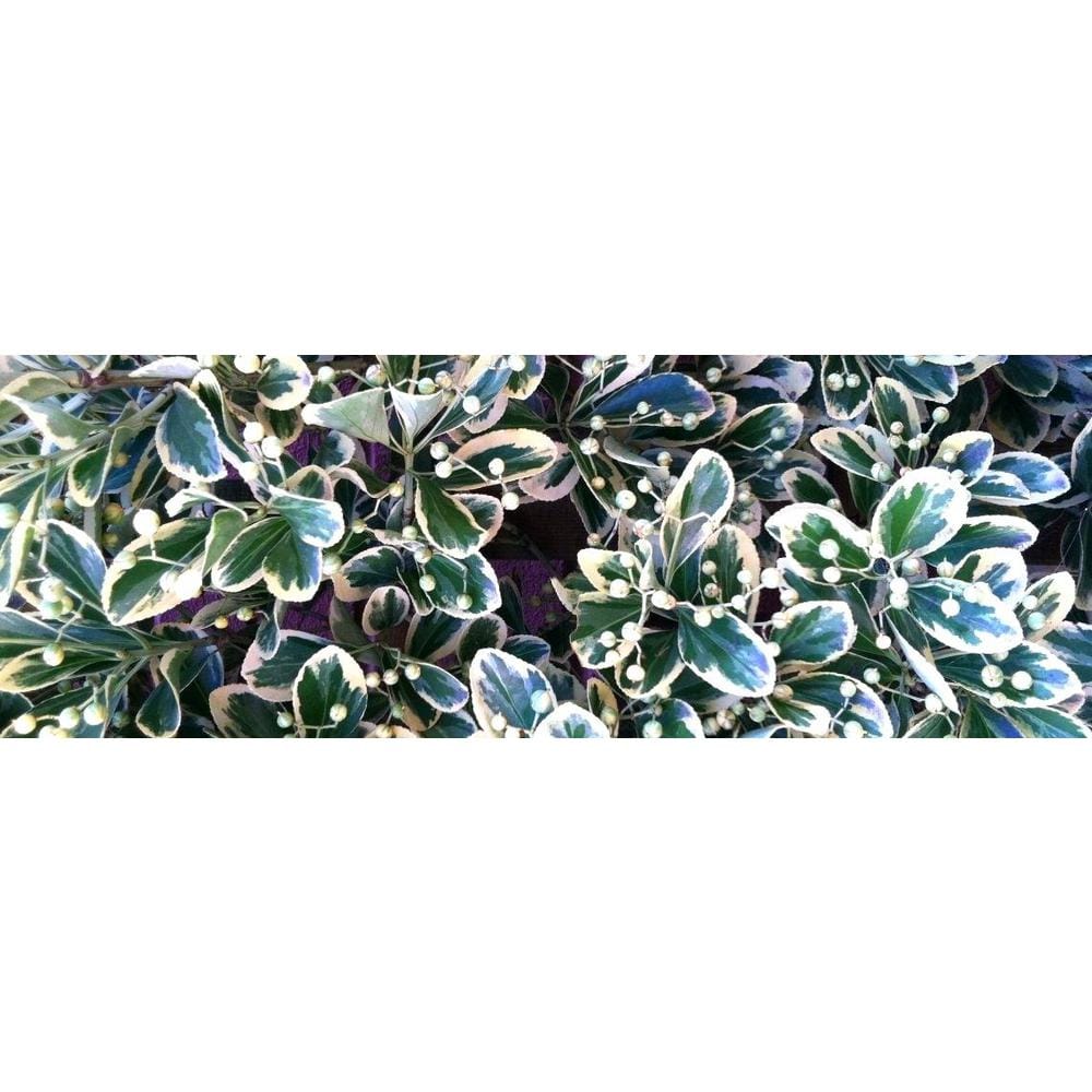 1 Gal. Silver King Euonymus Shrub Evergreen Leaves with Silvery White Edges - Hercitys
