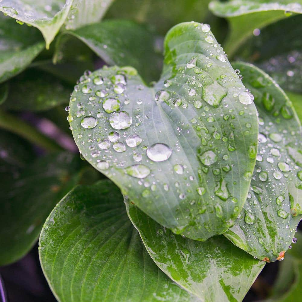 1 Gal. Halcyon Hosta – 2 Pack - Hercitys