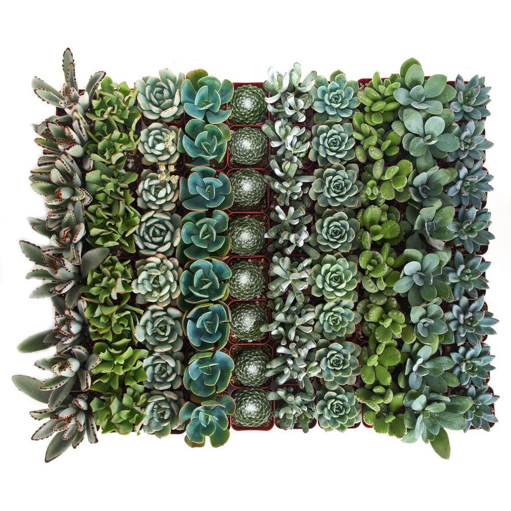 2 in. Blue/Green Collection Succulent (Collection of 40) - Hercitys