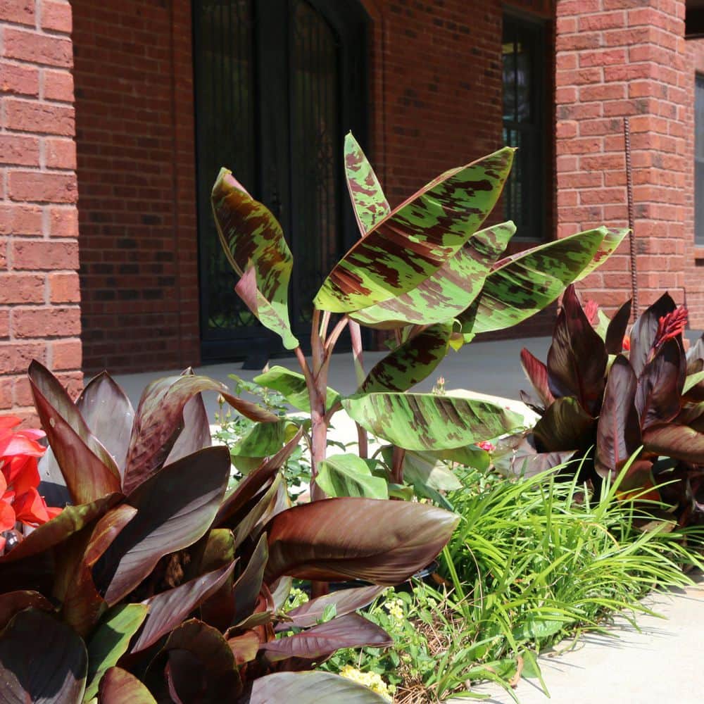 1 gal. Banana Dwarf Cavendish Perennial Plant - Hercitys