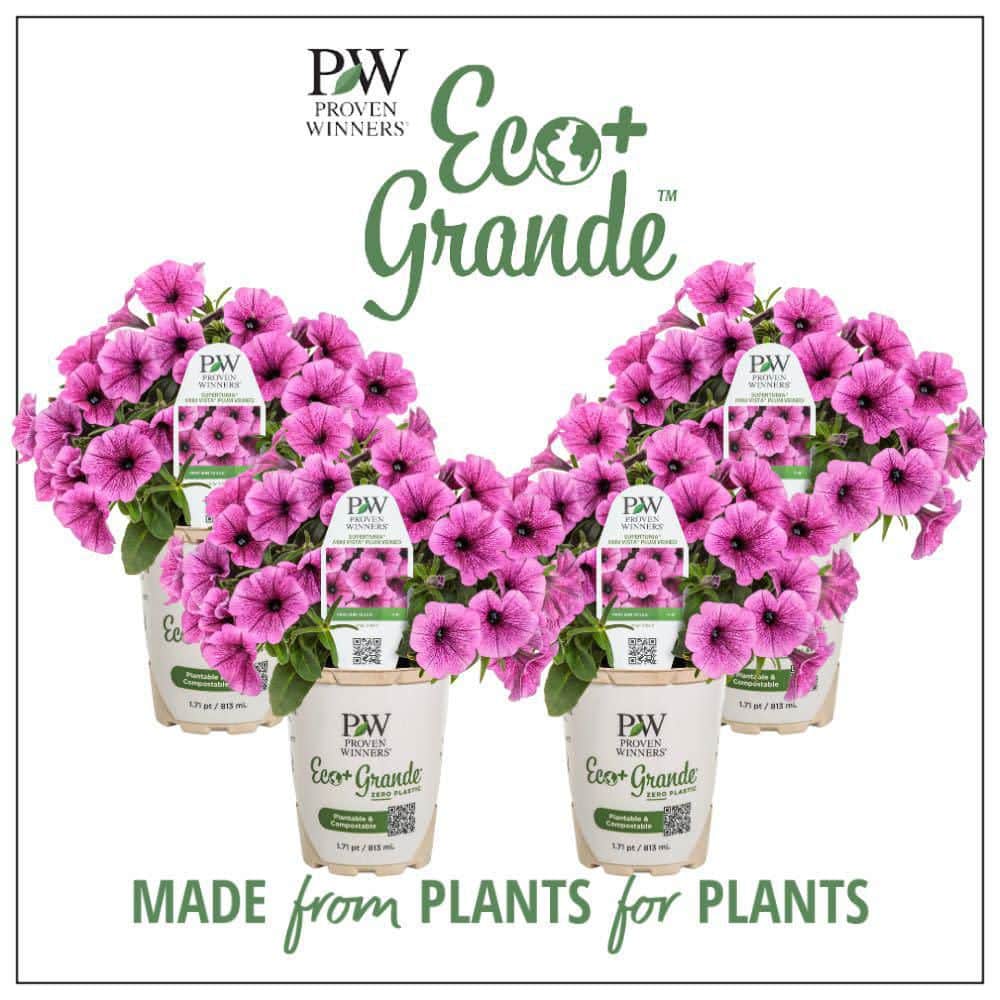 4.25 in. Eco+ Grande Supertunia Mini Vista Plum Veined (Petunia Hybrid) Live Annual Plant with Pink Flowers 4-Pack - Hercitys