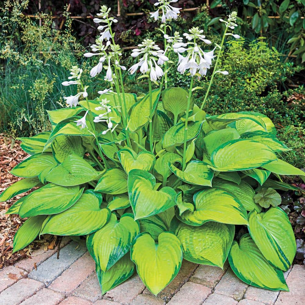 3 Gal. Pot, Paradigm Hosta Deciduous Perennial Plant (1-Pack) - Hercitys
