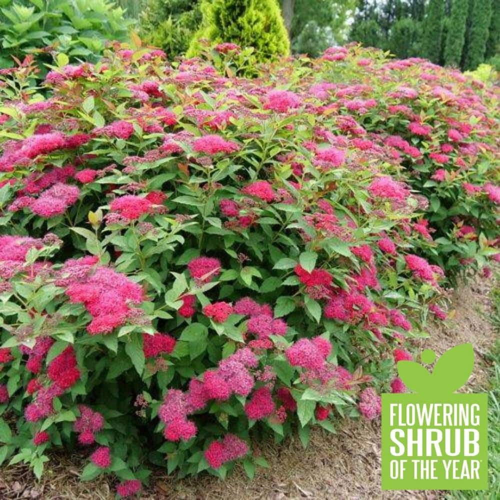 4.5 in. Quart Double Play Doozie (Spiraea) with Live Shrub with Red Flowers - Hercitys