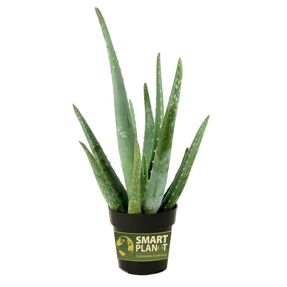 3.5 in. Aloe Vera Plant - Hercitys