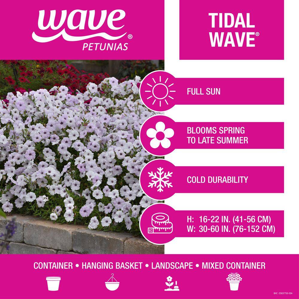 4 in. Silver Tidal Wave Petunia Annual Plant with Silver-White Flowers (3-Pack) - Hercitys