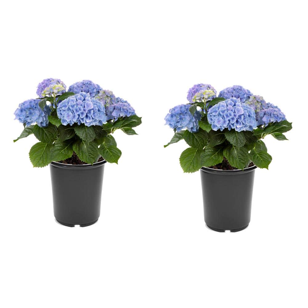 2.5 qt. Hydrangea macrophylla Hi River Blue Perennial Plant with Blue Flowers – 2-Pack - Hercitys