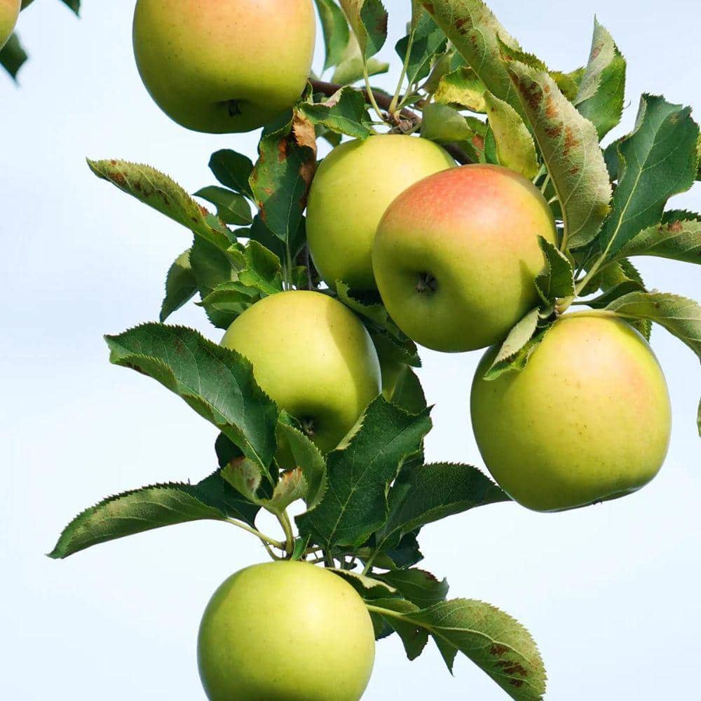 5 gal. Gold Rush Apple Tree - Hercitys