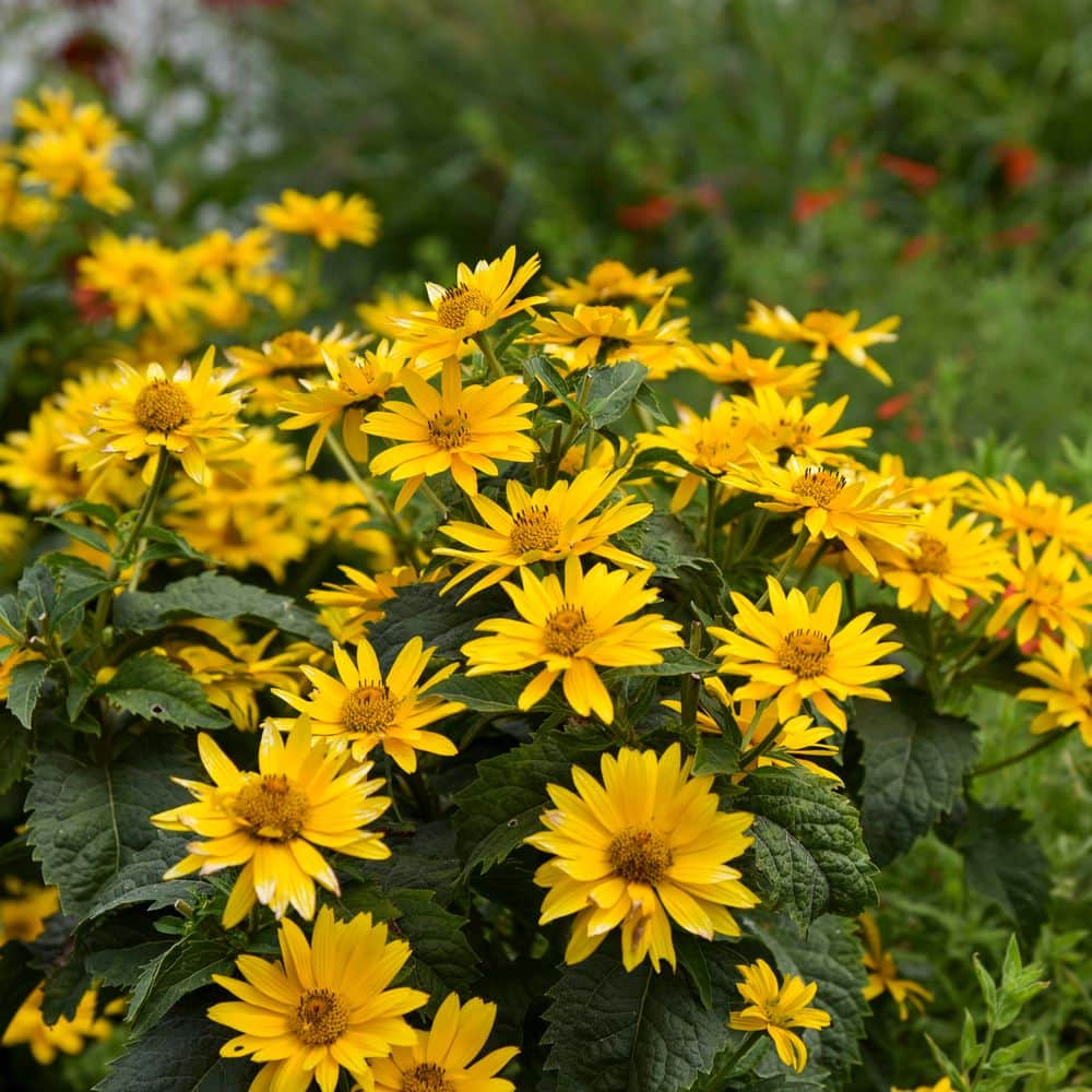 0.65 Gal. Tuscan Gold False Sunflower (Heliopsis helianthoides) Live Perennial Plant with Yellow Flowers - Hercitys