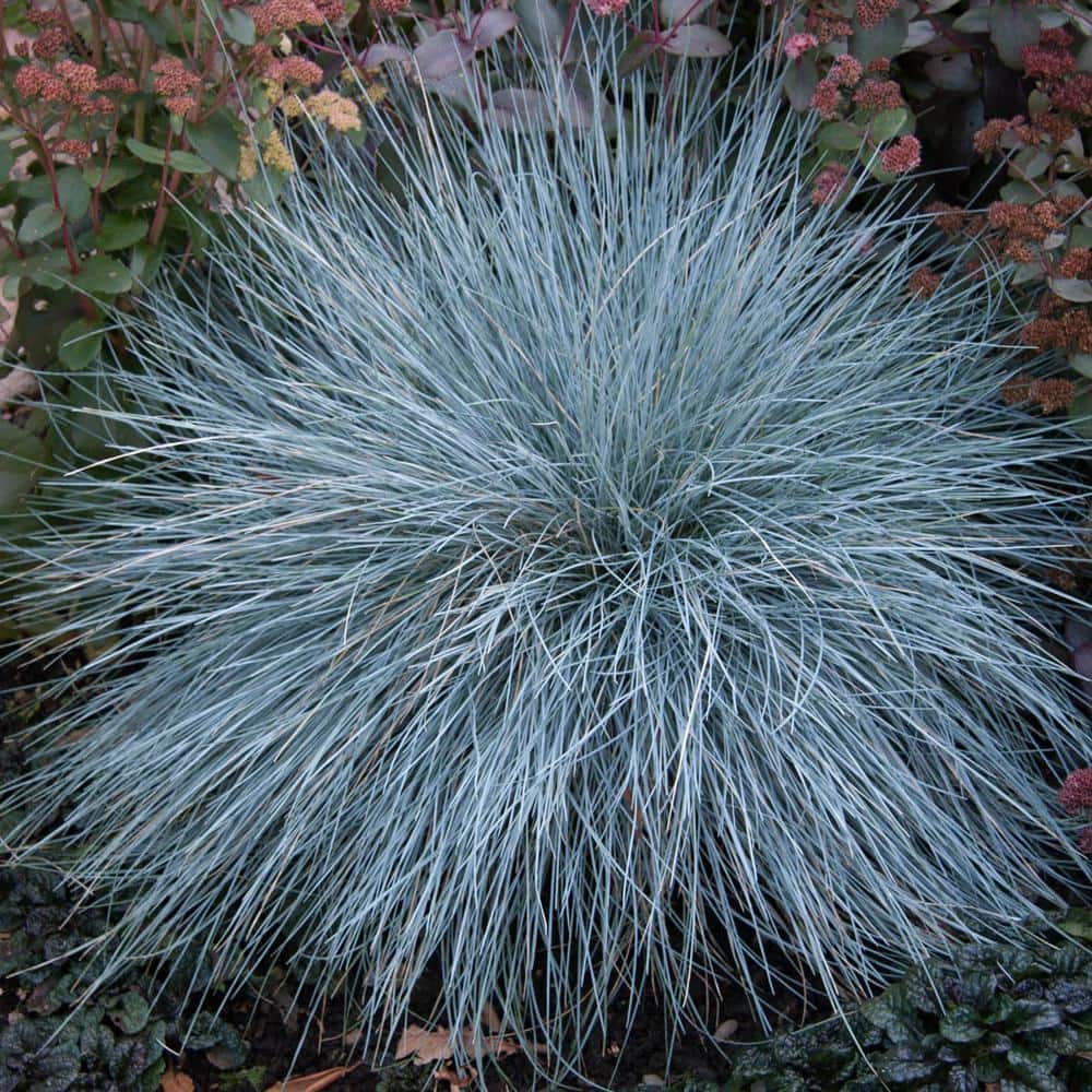 1 Gal. Pot, Elijah Blue Fescue Ornamental Grass Potted Perennial Plant (1-Pack) - Hercitys