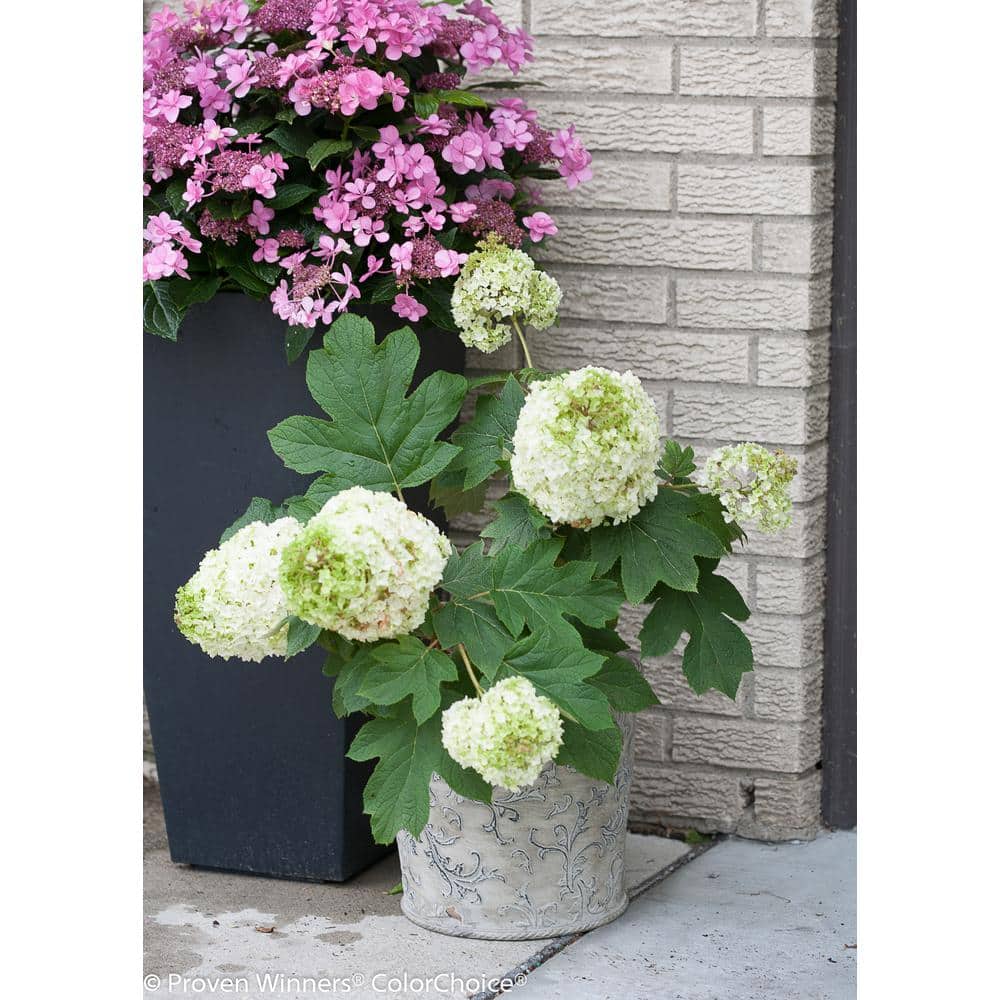 1 Gal. Gatsby Moon Oakleaf Hydrangea (Quercifolia) Live Shrub, White to Green Flowers - Hercitys