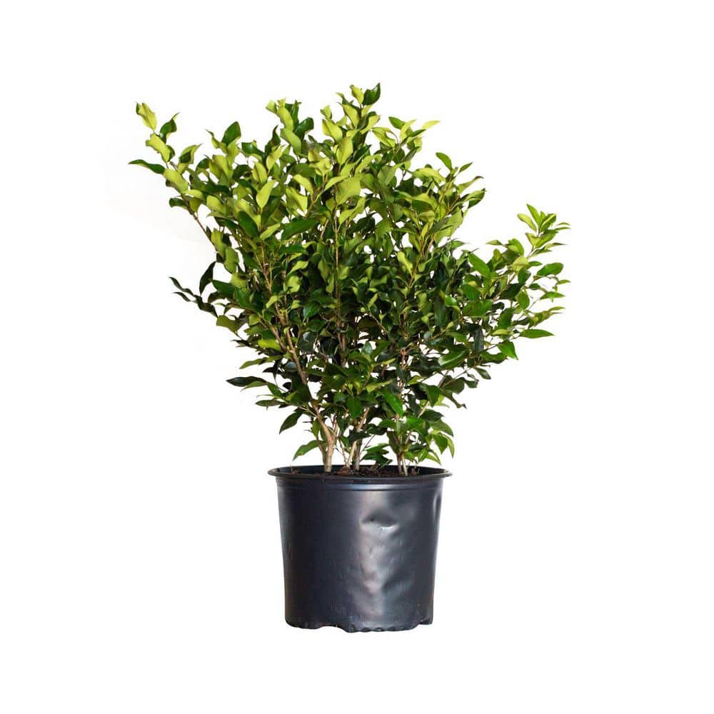 2.5 Gal – Wavy Leaf Ligustrum Recurvifolia, Evergreen Shrub, Creamy-White Flowers - Hercitys