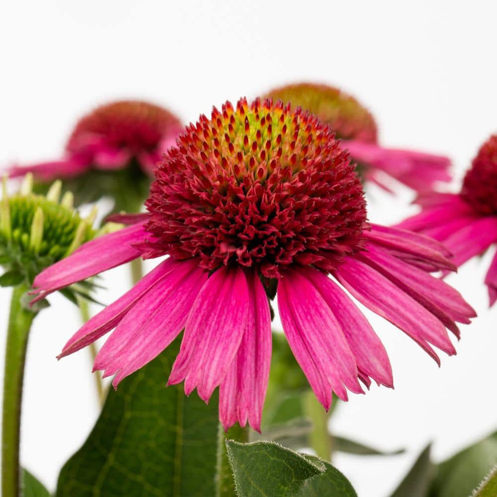 2 Qt. Pow Wow Wilderberry Pink Cone Flower Echinacea Perennial Plant (3-Pack) - Hercitys