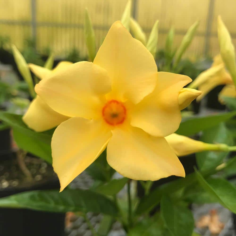1 gal. Mandevilla Sun Parasol Sunbeam Annual Plant with Yellow Flowers - Hercitys
