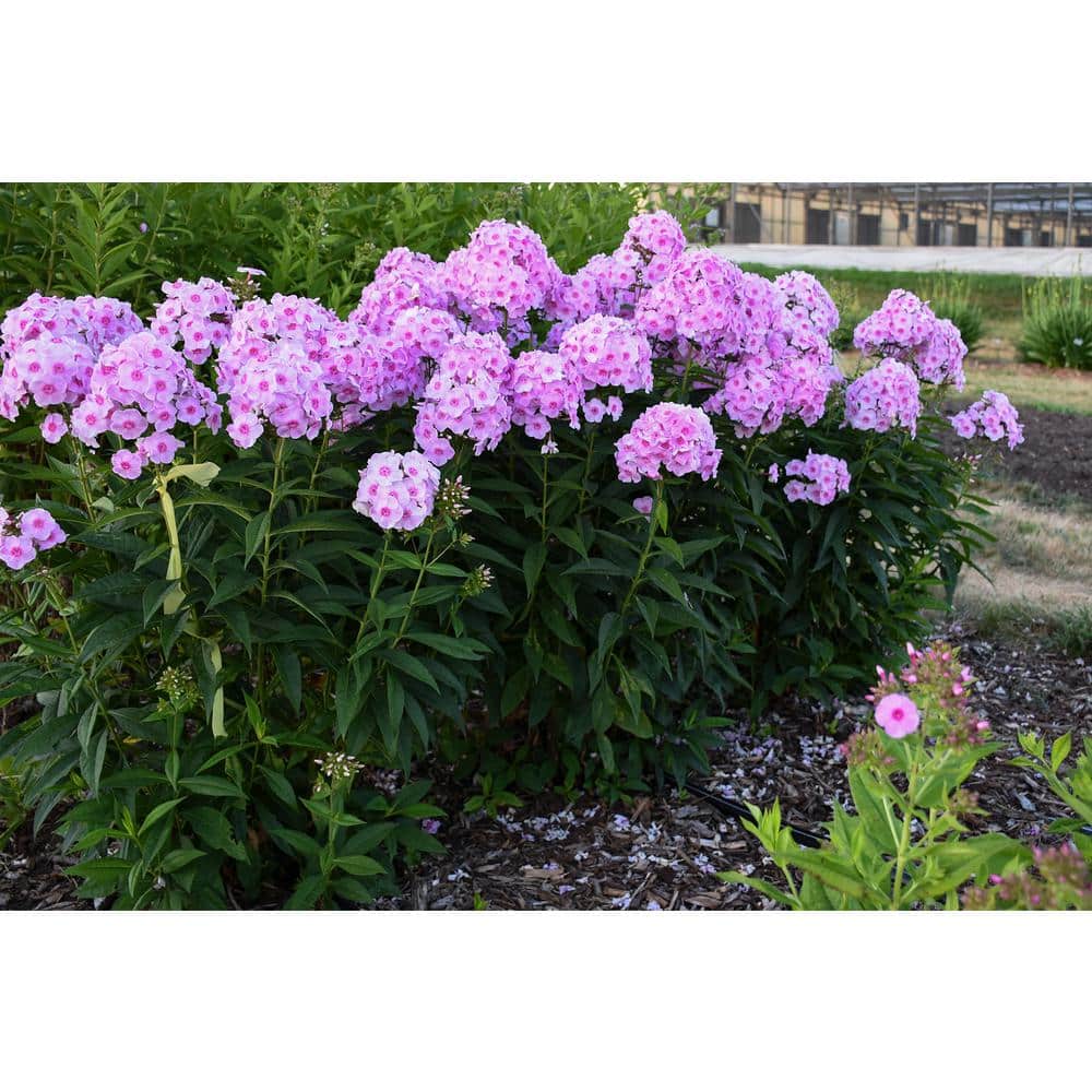 1 Gal. Luminary Opalescence (Phlox) Live Plant, Pink Flowers - Hercitys