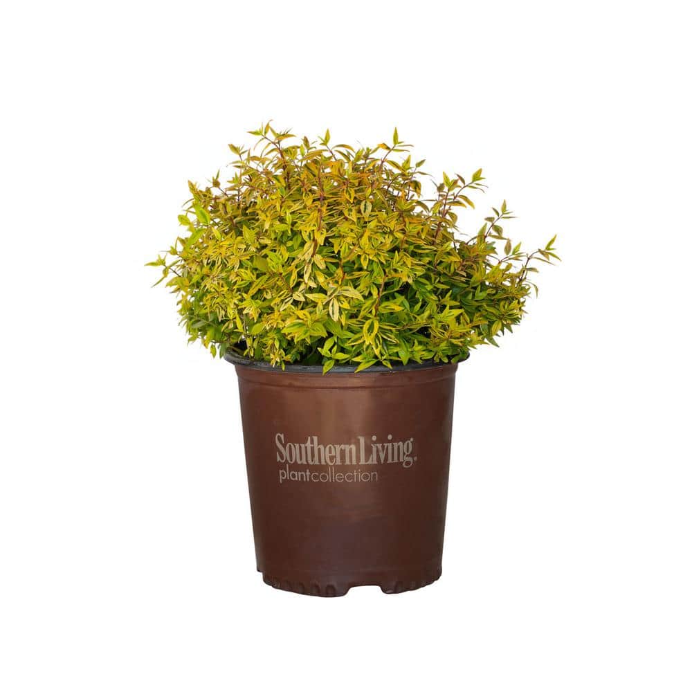 2 Gal. Suntastic Peach Abelia with Petite White Blooms, Live Semi-Evergreen Shrub Plant - Hercitys