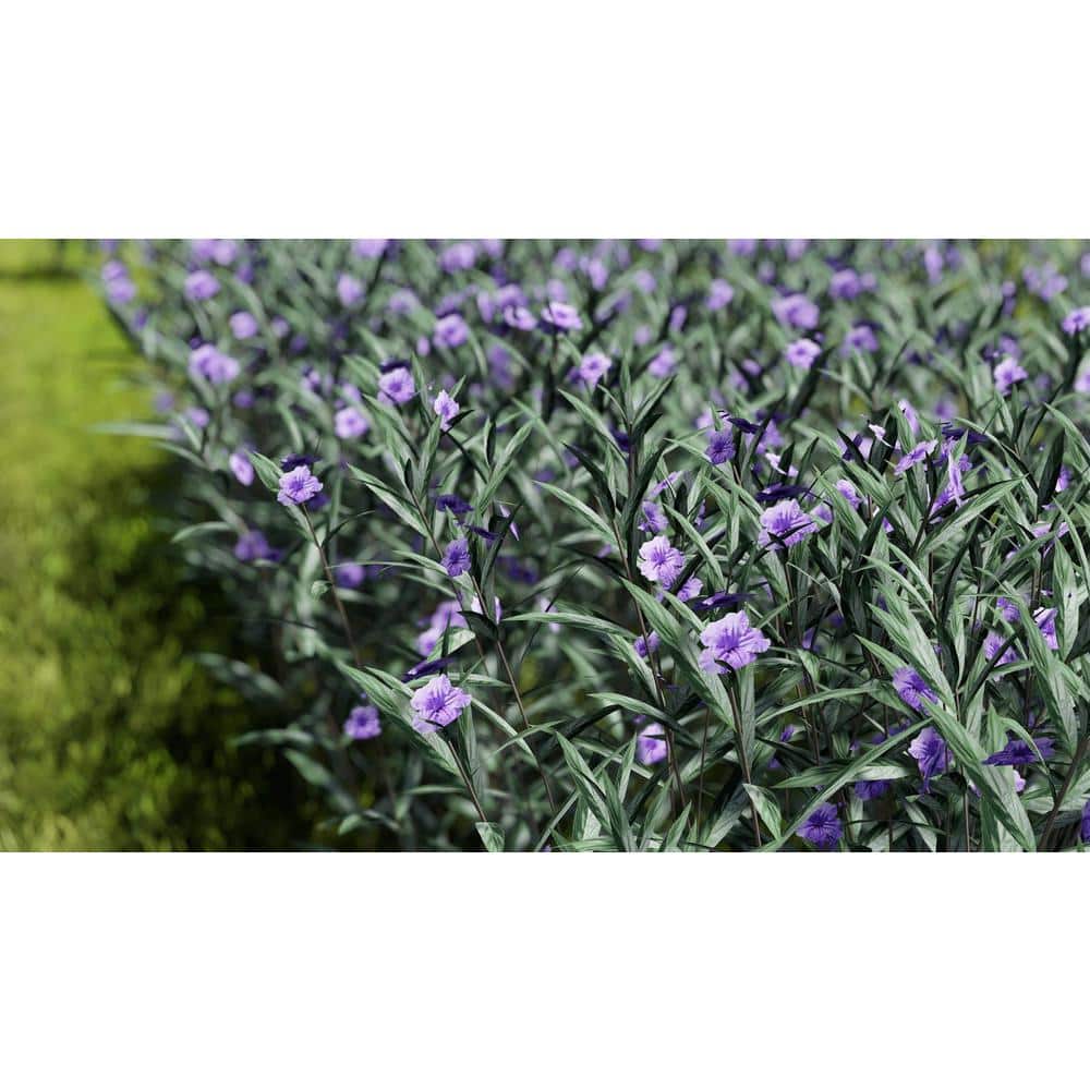 2.5 Qt. Ruellia Purple Flower in 6.33 In. Grower’s Pot - Hercitys