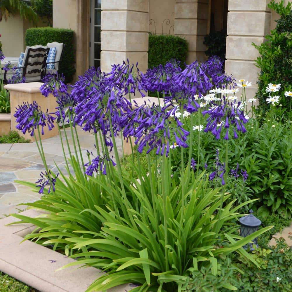 1 gal. Agapanthus Plant with Purple Flowers - Hercitys